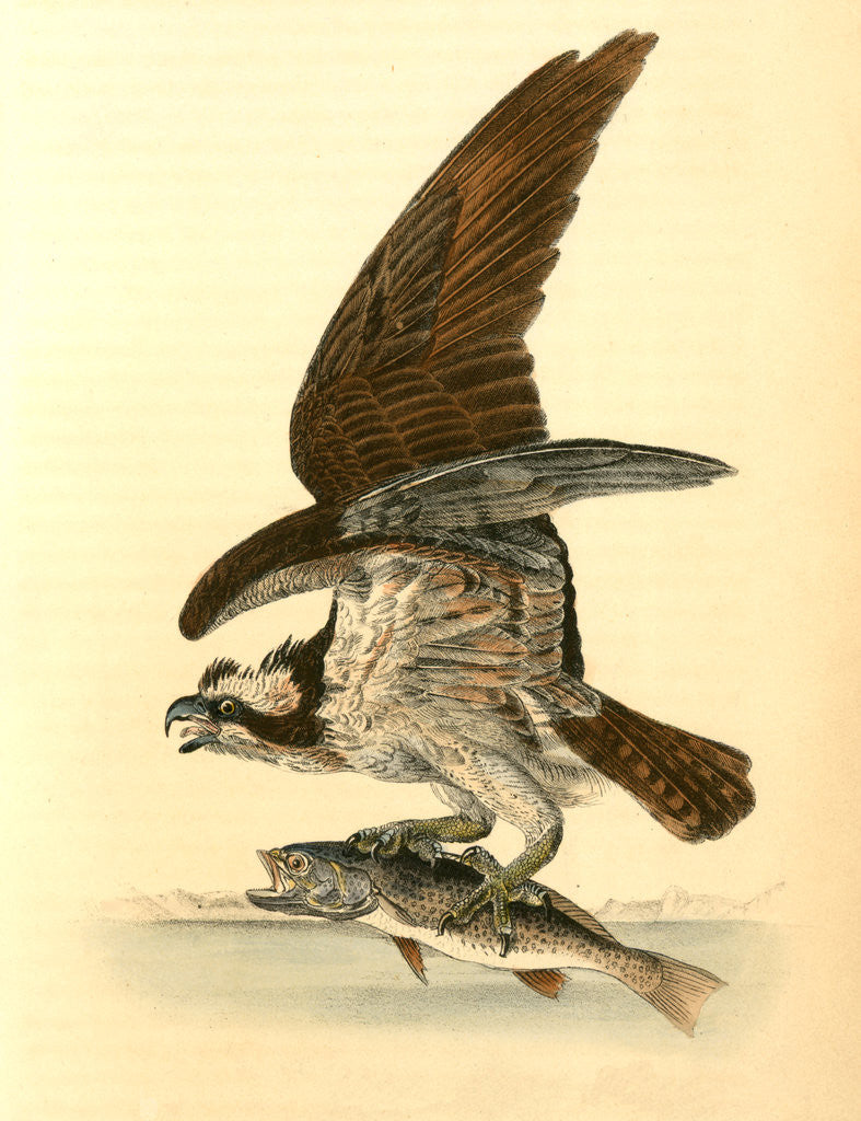 Detail of Common Osprey, Fish Hawk by John James Audubon