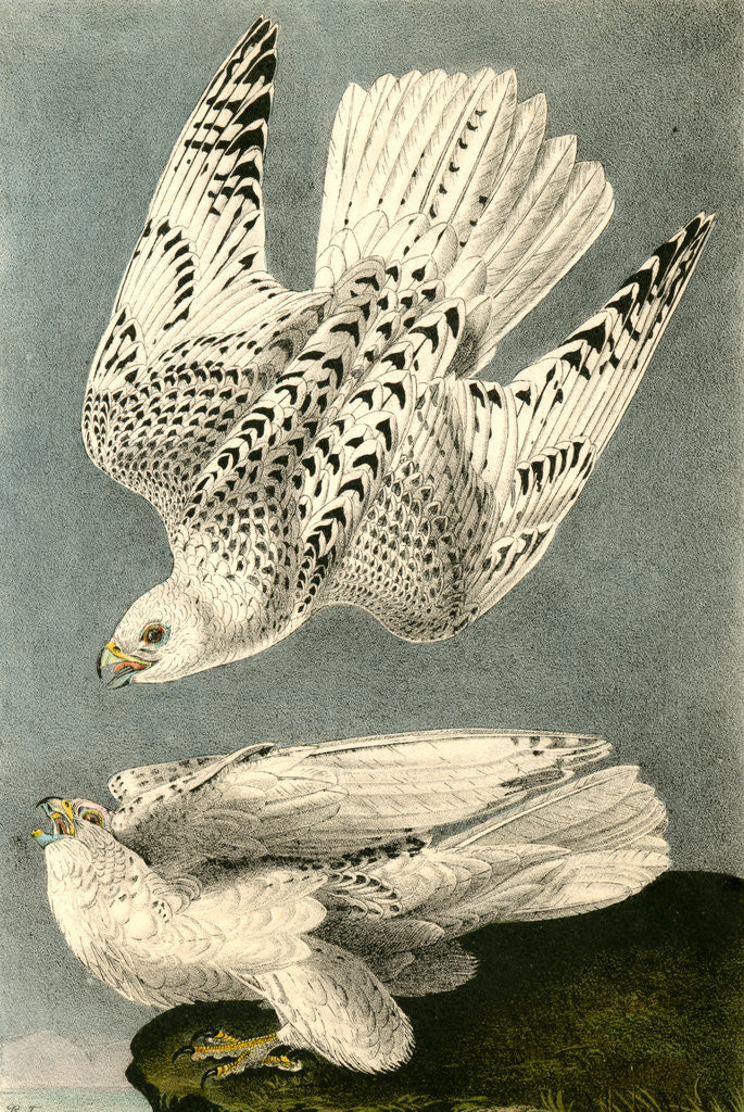 Detail of Iceland or Gyr Falcon by John James Audubon
