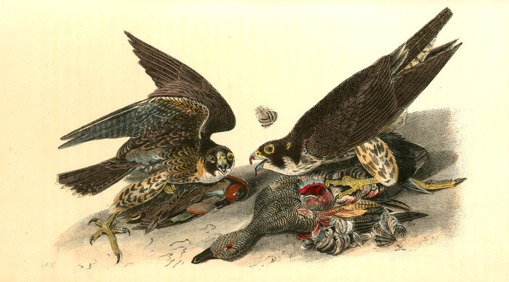 Detail of Peregrine Falcon by John James Audubon
