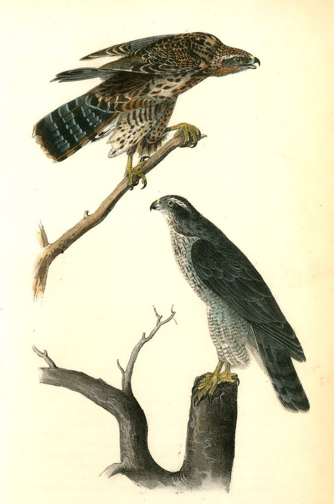 Detail of Goshawk by John James Audubon