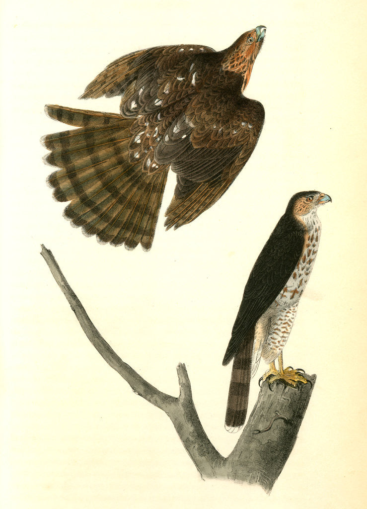 Detail of Cooper's Hawk by John James Audubon