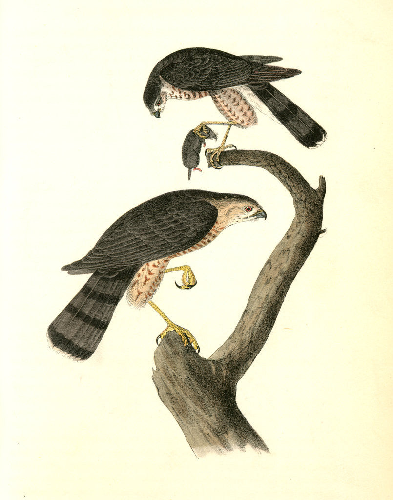 Detail of Sharp-shinned Hawk by John James Audubon