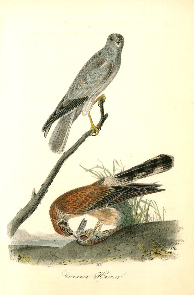 Detail of Common Harrier by John James Audubon