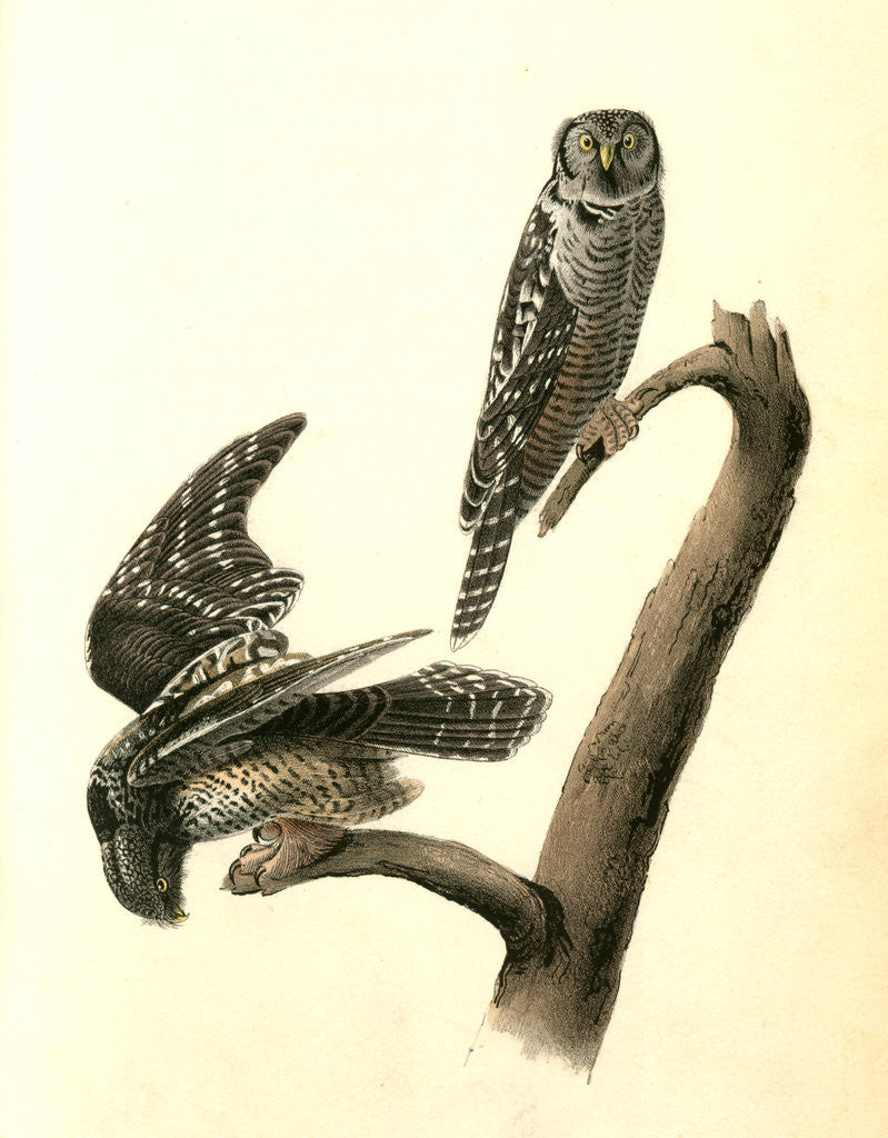 Detail of Hawk Owl by John James Audubon
