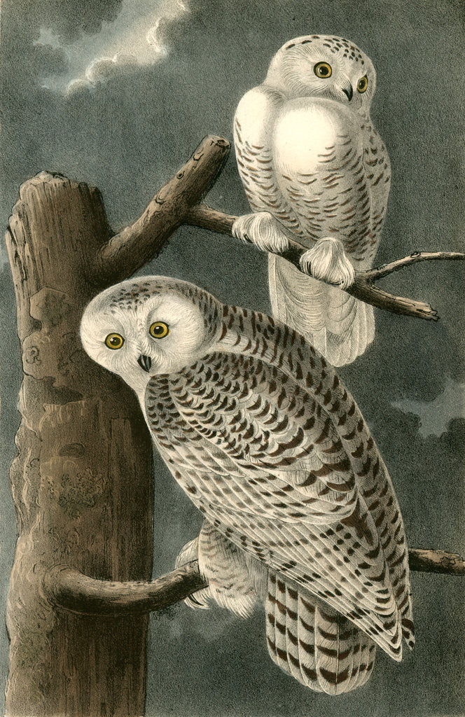 Detail of Snowy Owl by John James Audubon