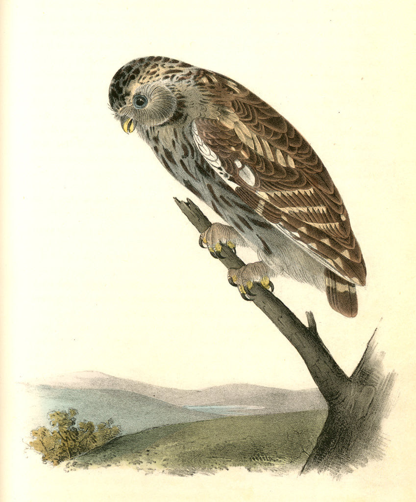 Detail of Little Night-Owl by John James Audubon