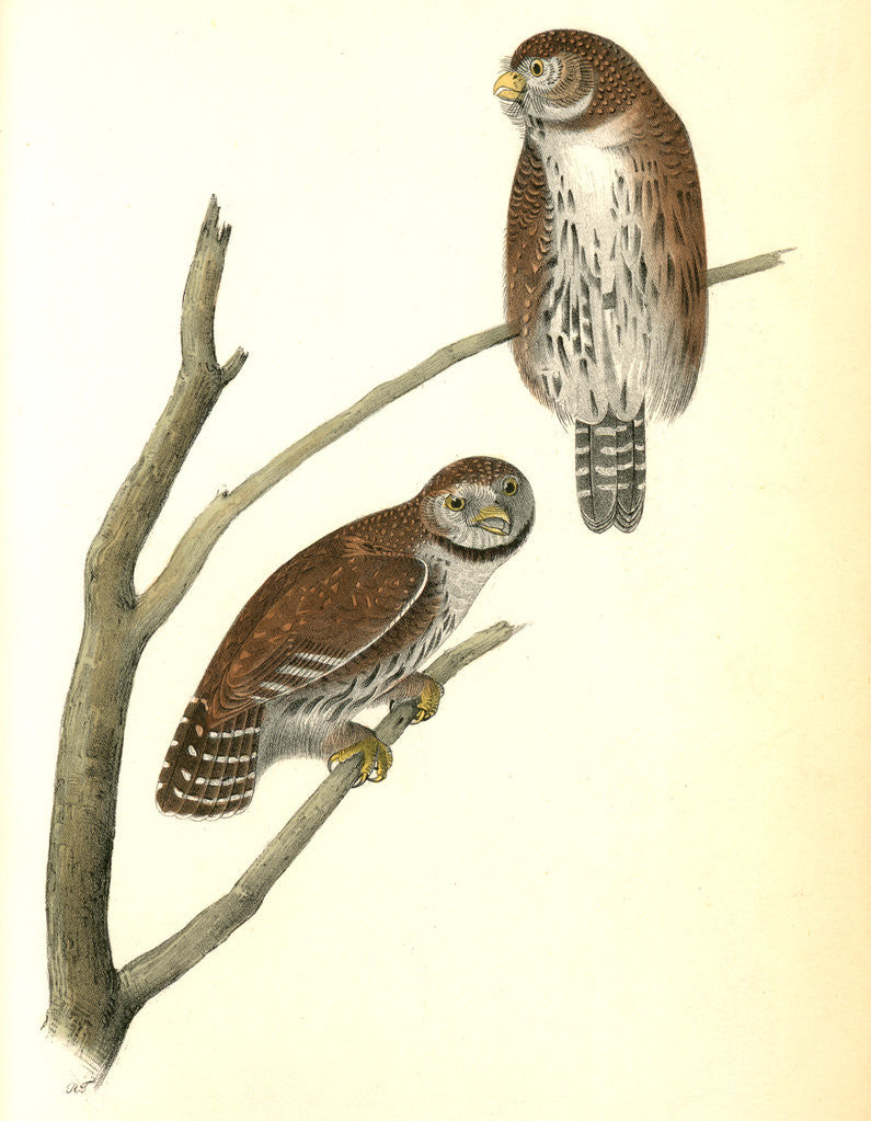 Detail of Columbian Day-Owl by John James Audubon