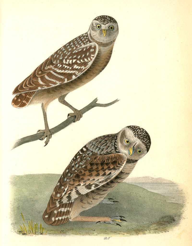 Detail of Burrowing Day-Owl by John James Audubon