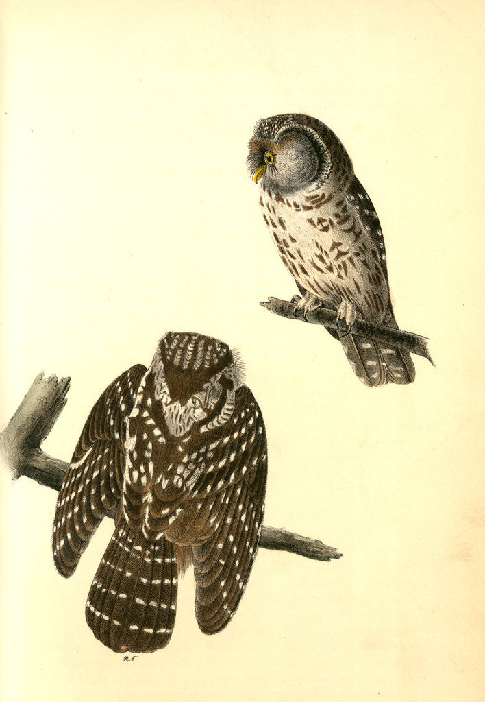 Detail of Tengmalm's Night-Owl by John James Audubon