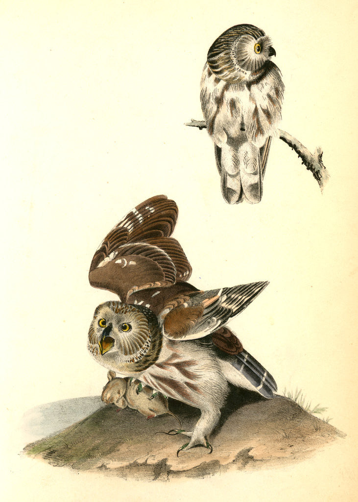 Detail of Little or Acadian Owl. (Common Mouse.) by John James Audubon