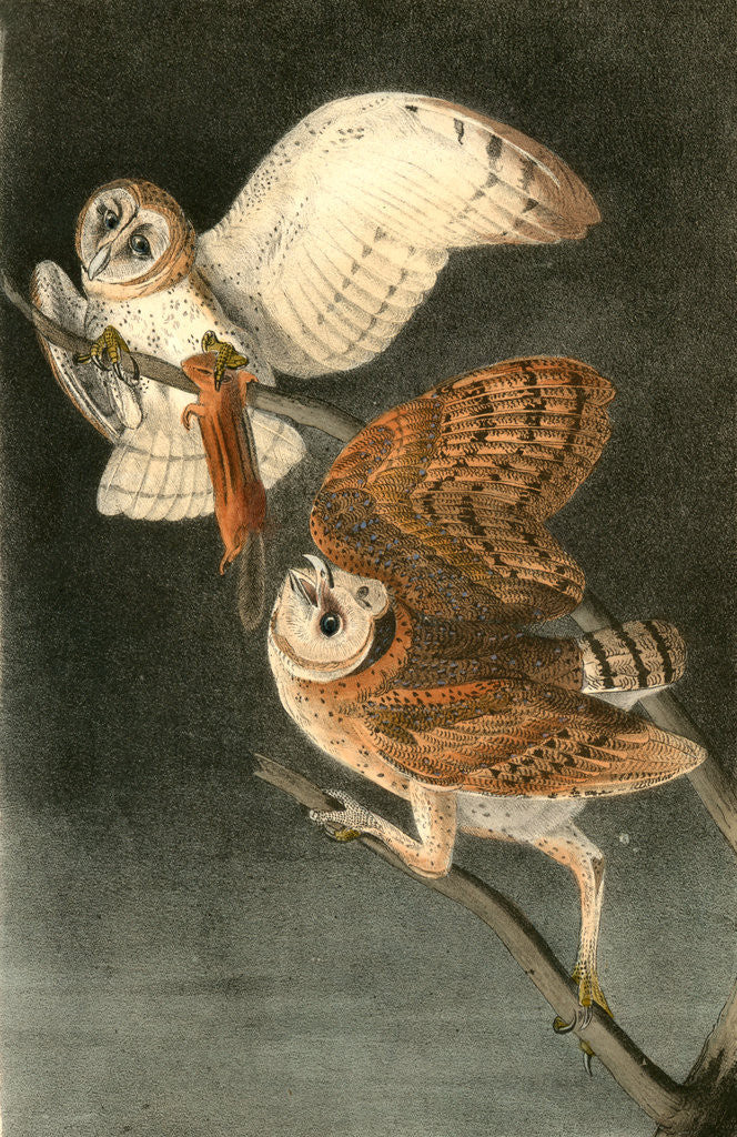 Detail of Barn Owl by John James Audubon