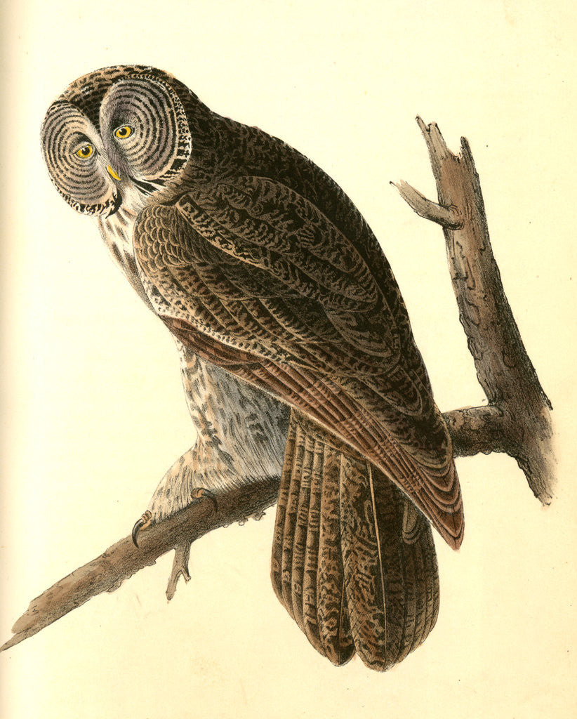 Detail of Great Cinereous Owl by John James Audubon