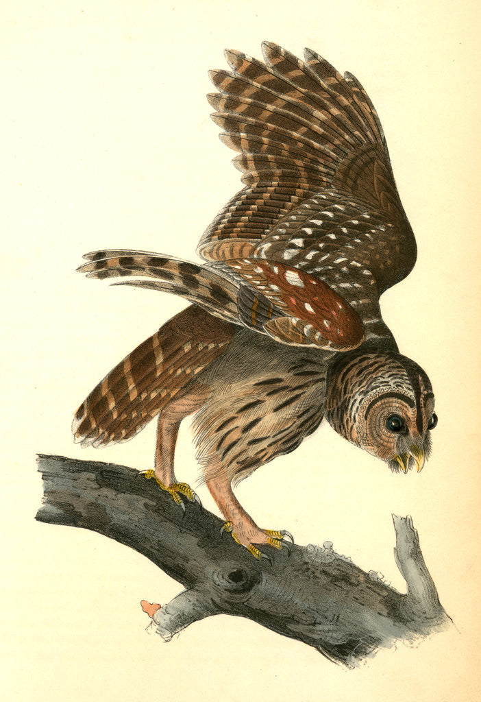 Detail of Barred Owl by John James Audubon