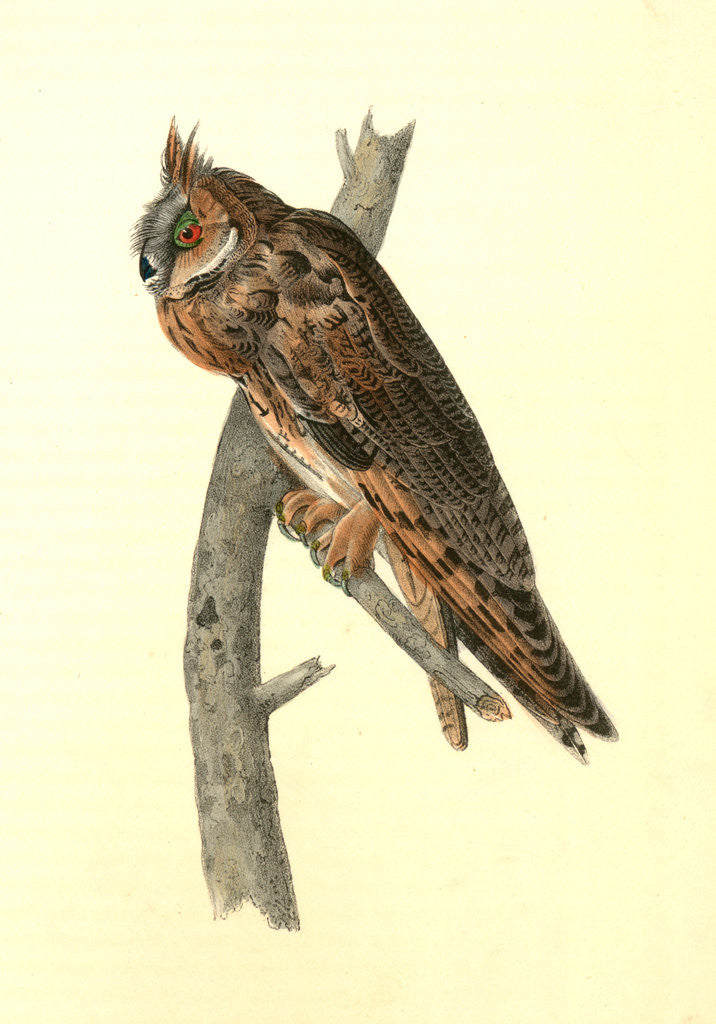 Detail of Long-eared Owl by John James Audubon