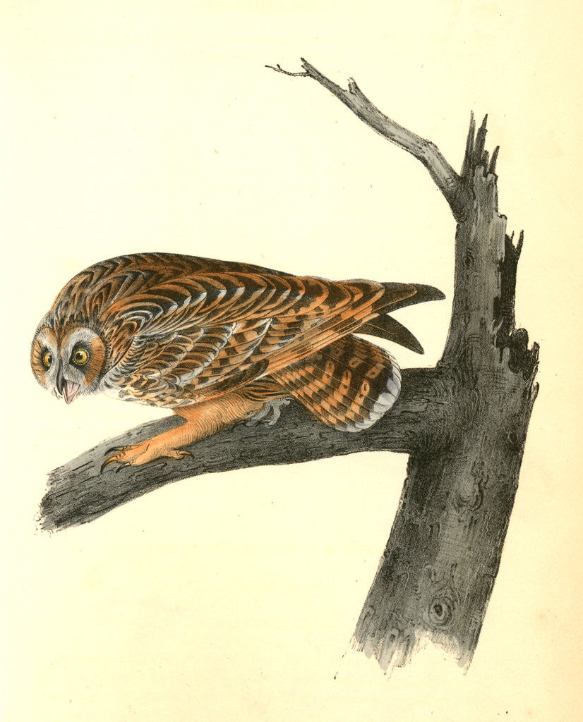 Detail of Short-eared Owl by John James Audubon