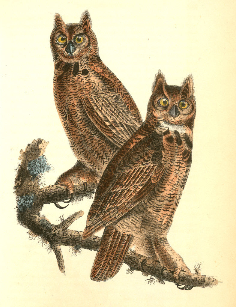 Detail of Geat Horned Owl by John James Audubon