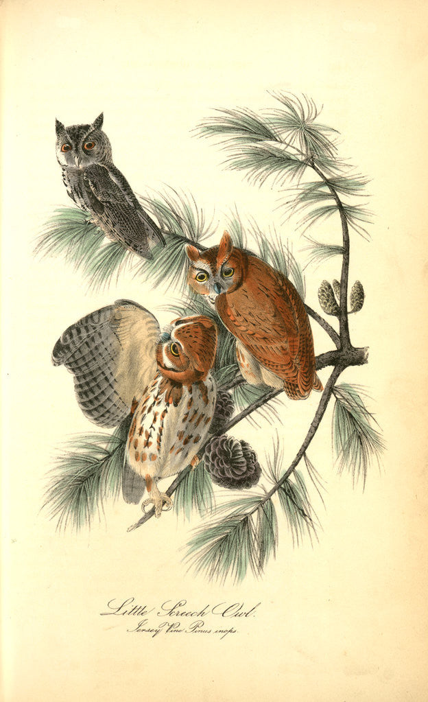 Detail of Little Screech Owl. (Jersey Pine. Pinus inops.) by John James Audubon