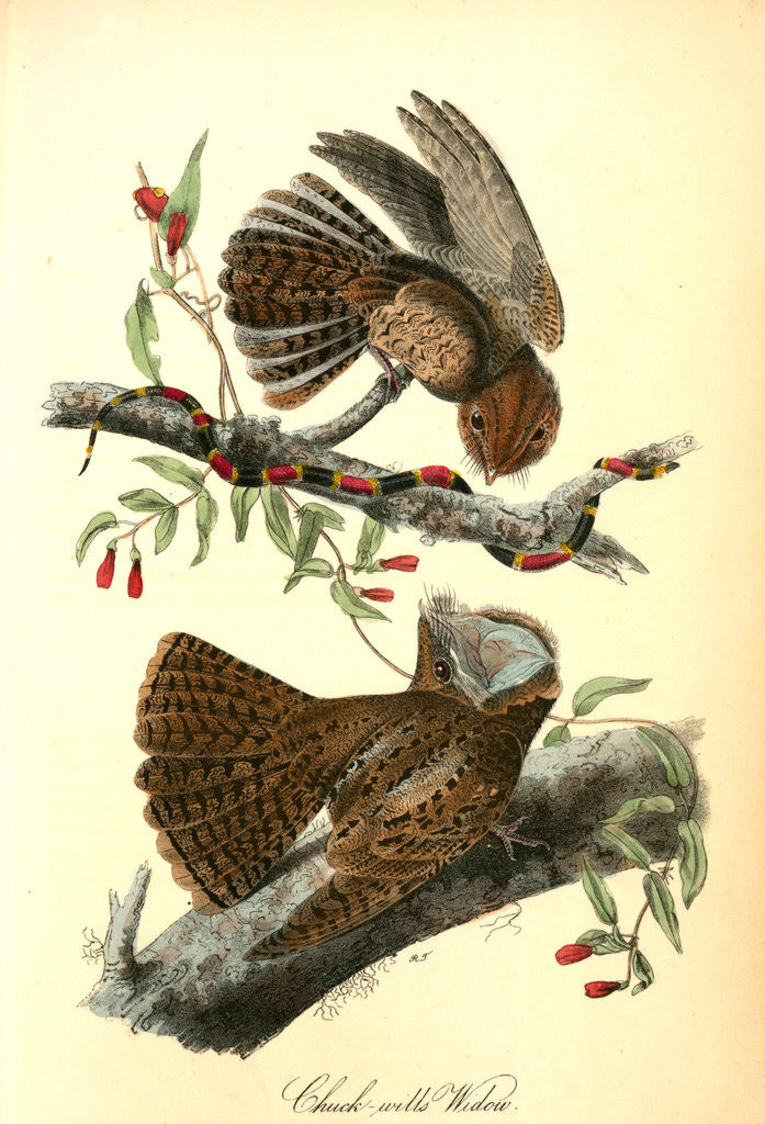 Detail of Chuck-wills Widow. (Harlequin Snake) by John James Audubon