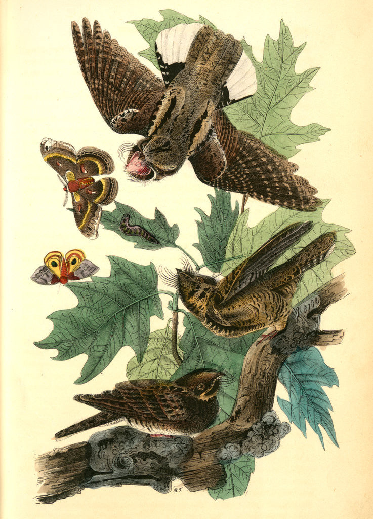 Detail of Whip-poor-will. (Black Oak, or Quercitron. Quercus tinctoria.) by John James Audubon