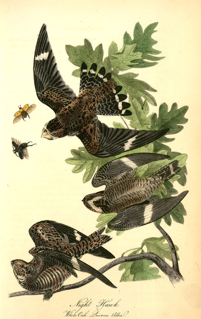 Detail of Night Hawk. (White Oak. Quercus Alba.) by John James Audubon