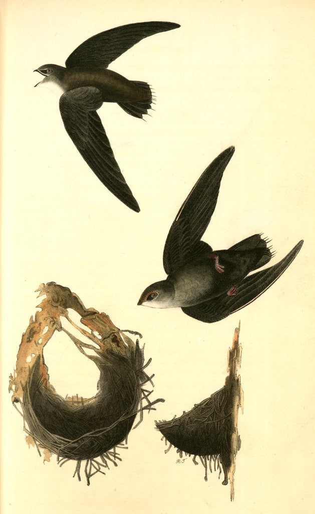 Detail of American Swift. (Nests) by John James Audubon