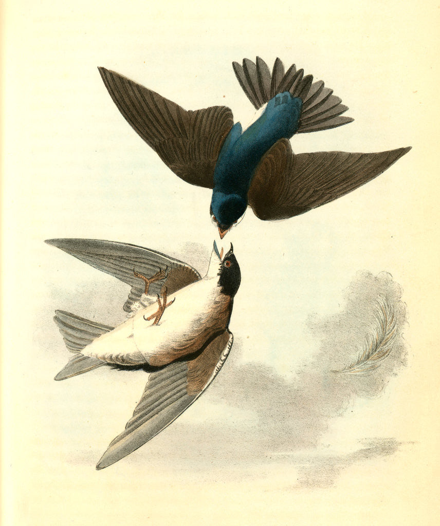 Detail of Whit-bellied Swallow by John James Audubon