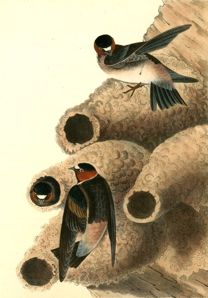 Detail of Cliff Swallow. (Nests) by John James Audubon