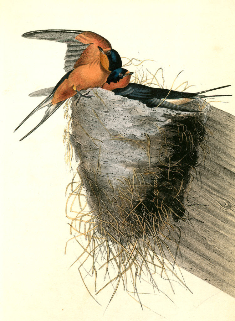 Detail of Barn or Chimney Swallow by John James Audubon
