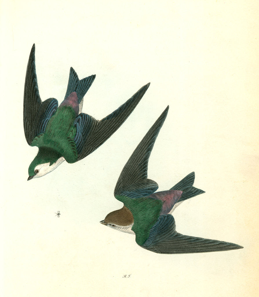 Detail of Violet-Green Swallow by John James Audubon