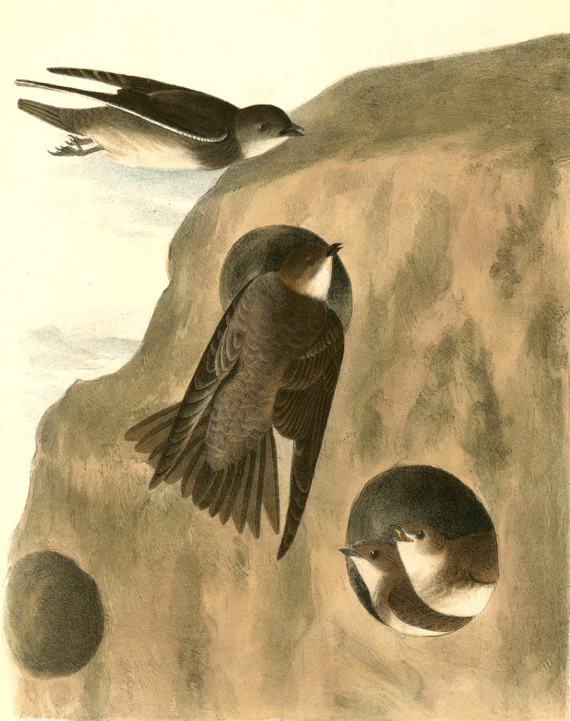 Detail of Bank Swallow by John James Audubon