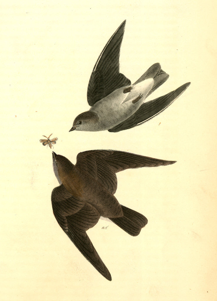 Detail of Rough-winged Swallow by John James Audubon