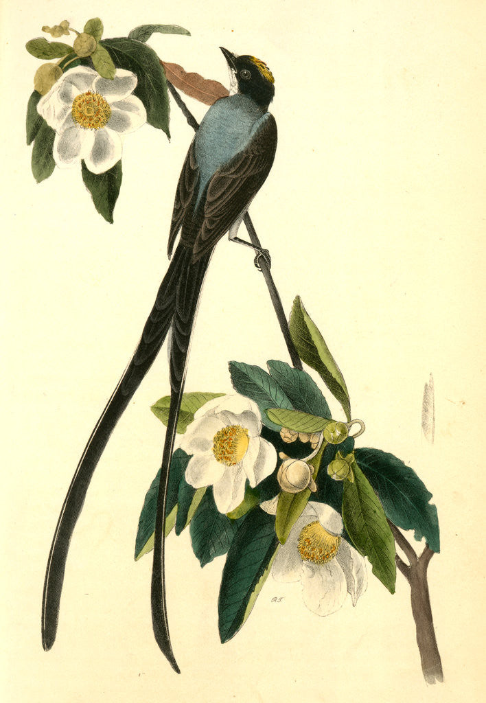 Detail of Fork-tailed Flycatcher. Gordonia Lasianthus by John James Audubon