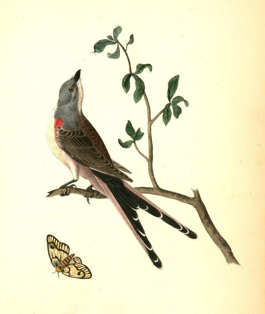 Detail of Swallow-tailed Flycatcher by John James Audubon
