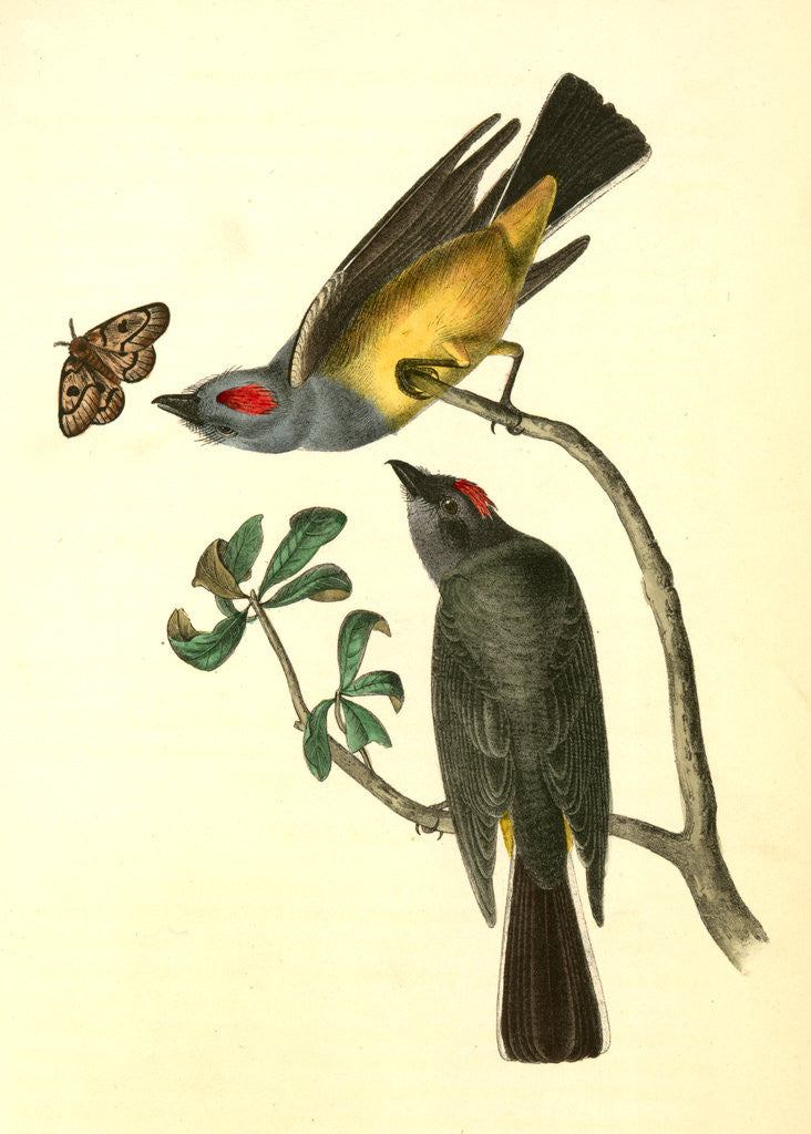 Detail of Arkansaw Flycatcher by John James Audubon