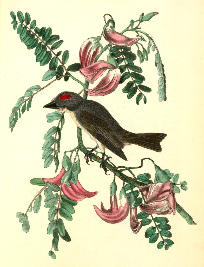 Detail of Pipiry Flycatcher by John James Audubon