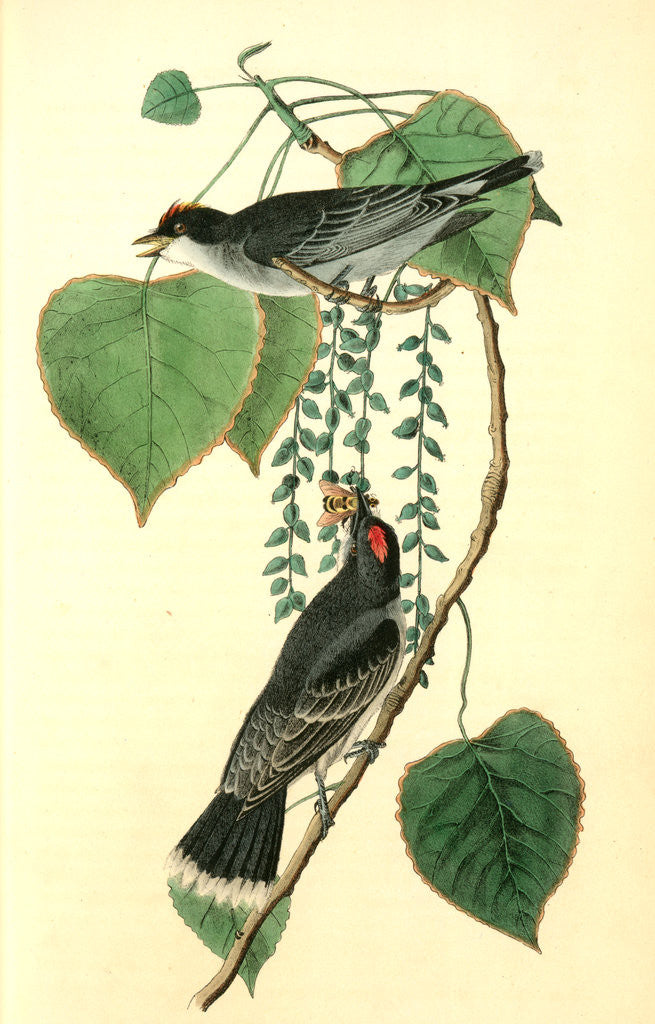 Detail of Tyrant Flycatcher or King Bird. (Cotton wood. Populus candicans) by John James Audubon