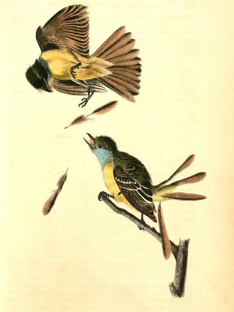 Detail of Great Crested Flycatcher., Audubon, John James, 1785-1851 by John James Audubon