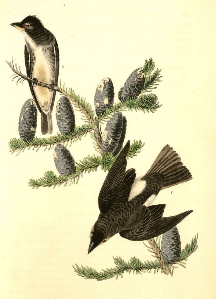 Detail of Cooper's Flycatcher by John James Audubon