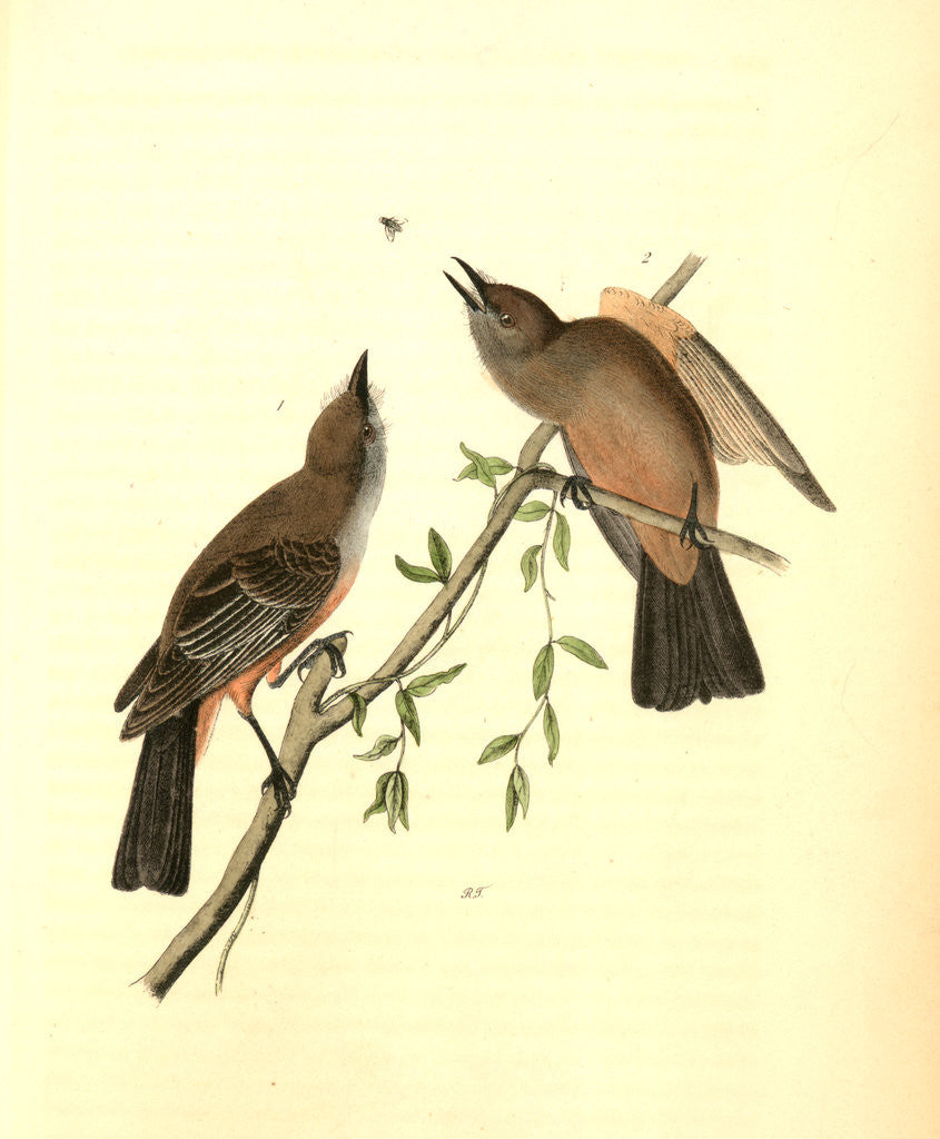 Detail of Great Crested Flycatcher by John James Audubon