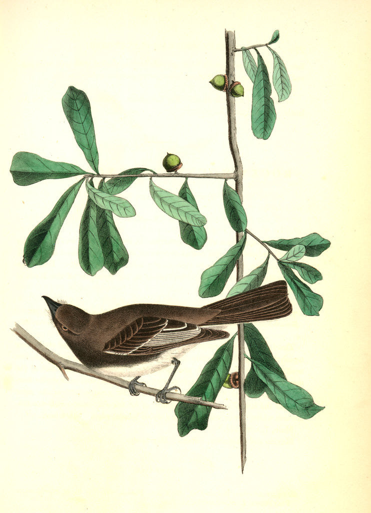Detail of Rocky Mountain Flycatcher, male. (Swamp Oak. Quercus Aquatica.) by John James Audubon