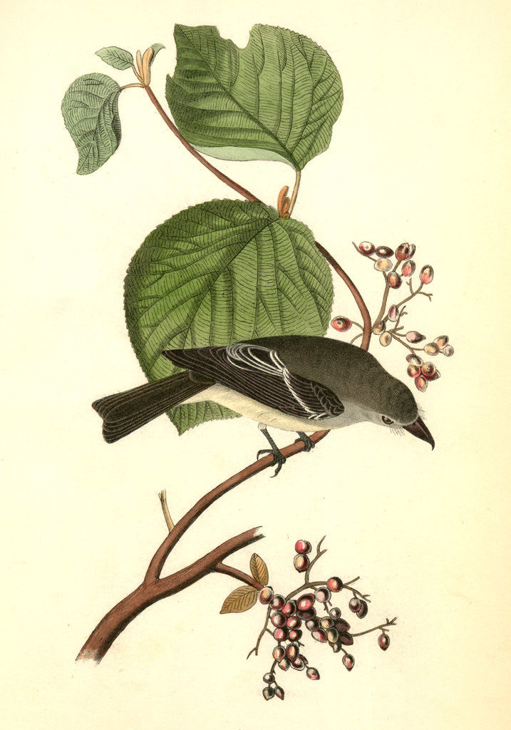 Detail of Short-legged Pewit Flycatcher. Male. (Hobble Bush. Viburnum Lantanoides) by John James Audubon