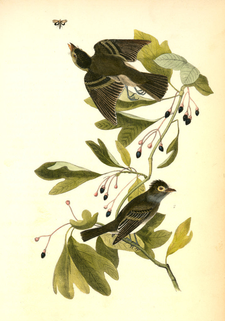 Detail of Small Green-crested Flycatcher by John James Audubon