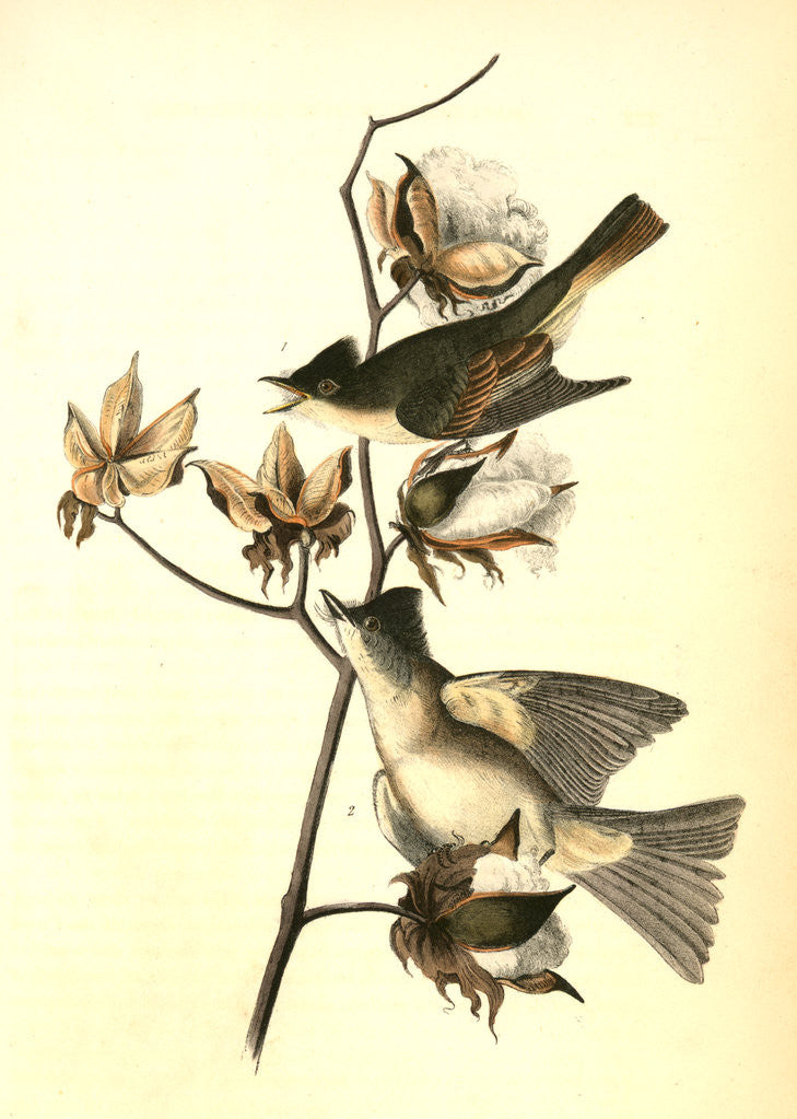 Detail of Pewee Flycatcher by John James Audubon