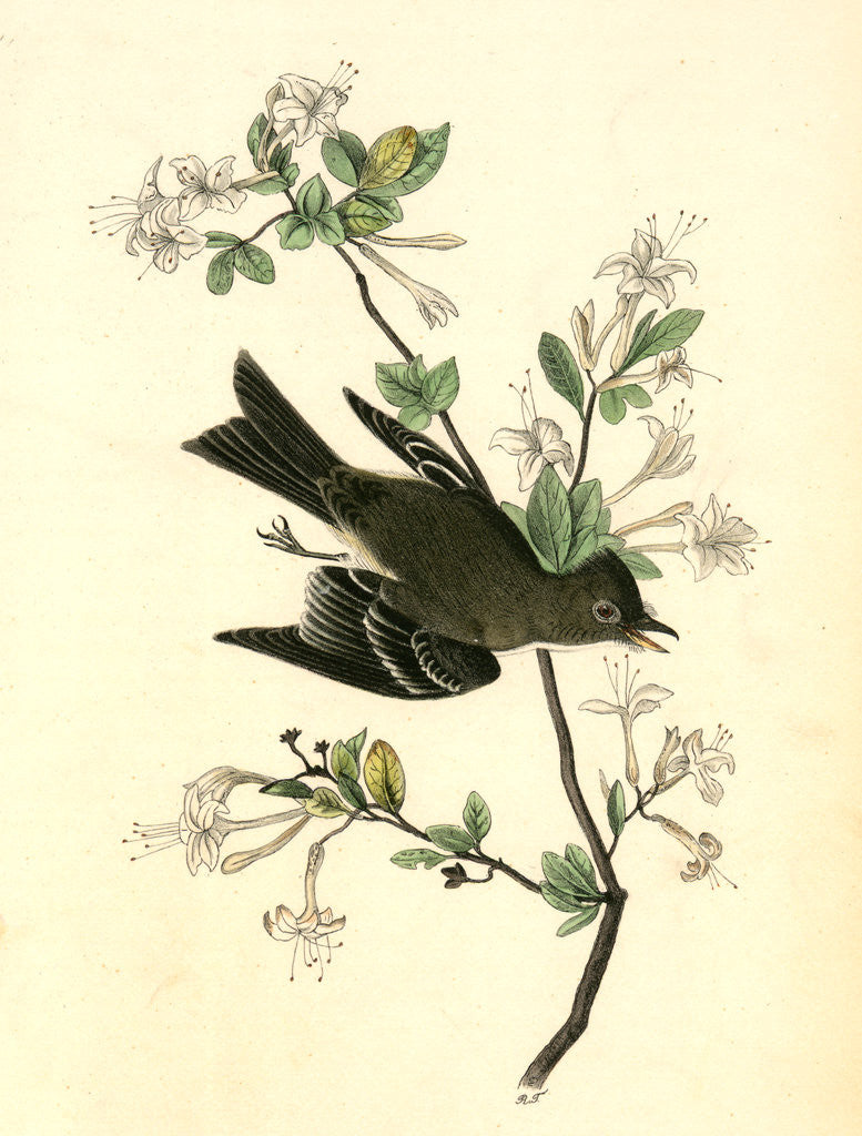Detail of Wood Pewee Flycatcher. Male. (Swamp Honeysuckle. Azalea Viscosa) by John James Audubon