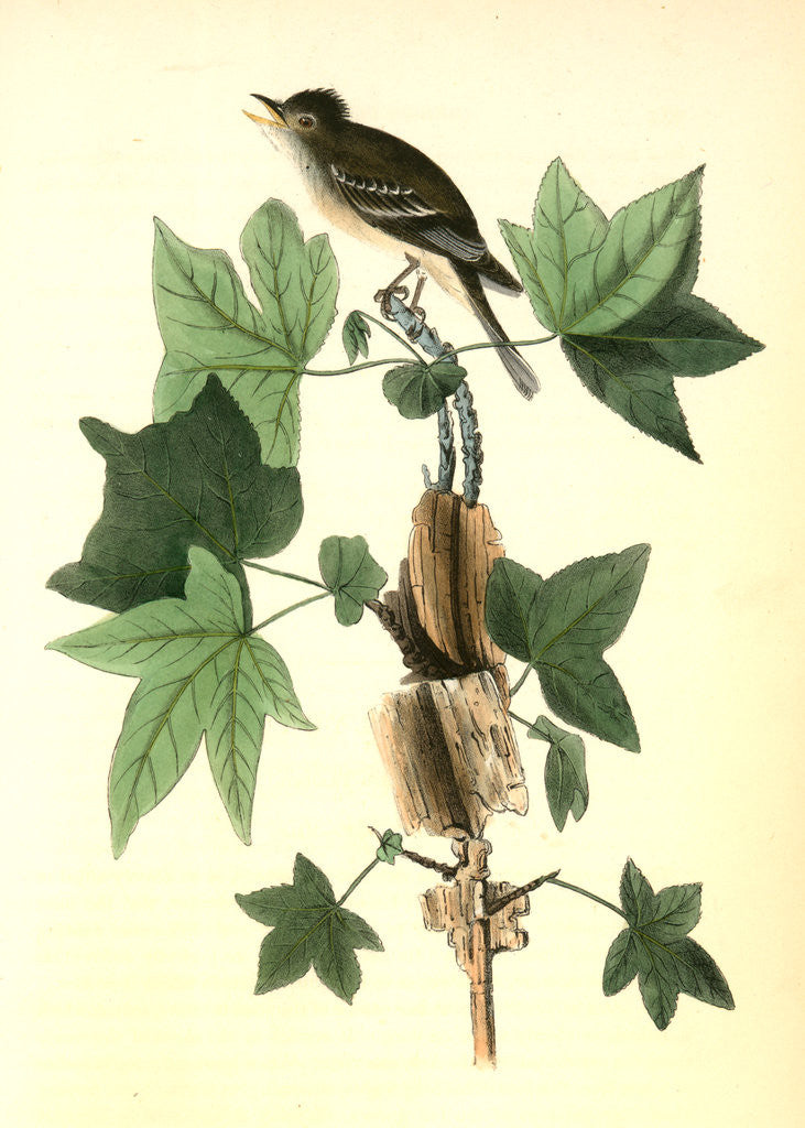Detail of Traill's Flycatcher. Male. (Sweet Gum. Liquidambar Styraciflua.) by John James Audubon