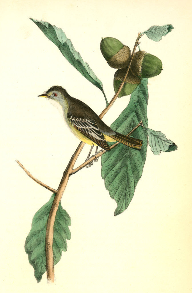 Detail of Least Pewee Flycatcher. Male. (White Oak. Quercus Prinus.) by John James Audubon