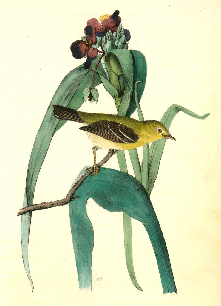 Detail of Small-headed Flycatcher. Male. (Virginian Spider-Wort. Tradescantia Virginica.) by John James Audubon