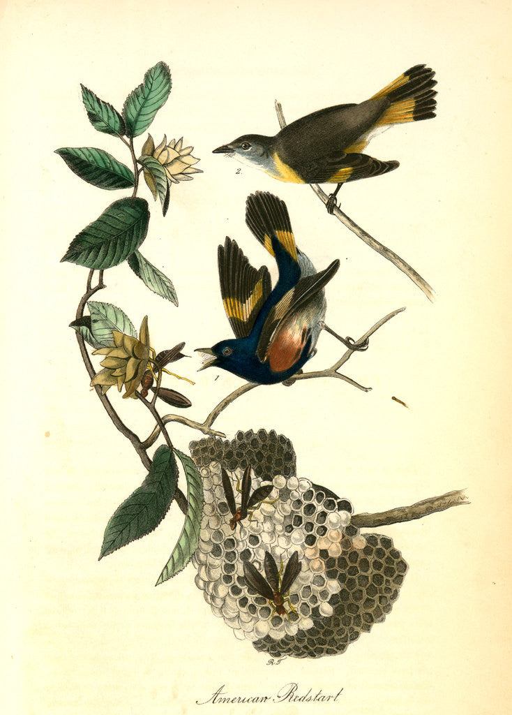 Detail of Small-headed Flycatcher. Male. (Virginian Spider-Wort. Tradescantia Virginica.) by John James Audubon