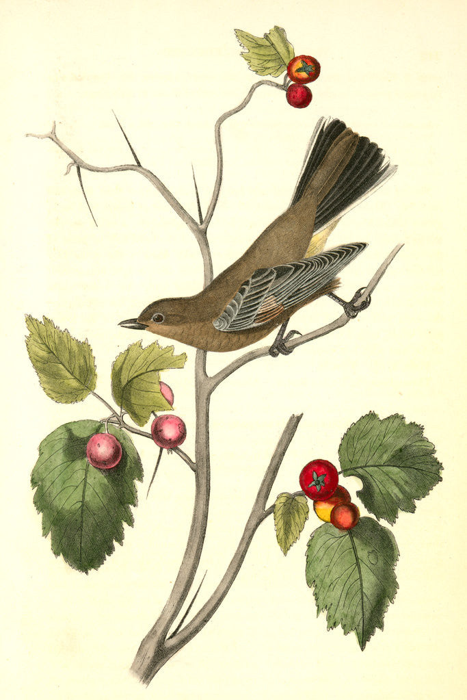 Detail of Townsend's Ptilogonys. Female by John James Audubon