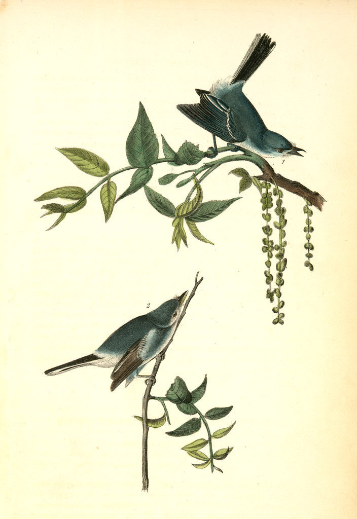 Detail of Blue-Grey Flycatcher. (Black Walnut. Juglans nigra.), Audubon, John James, 1785-1851 by John James Audubon
